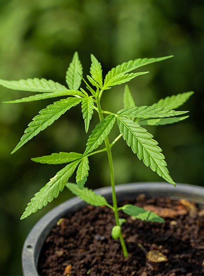 CBD-planta-natural-esposende-barcelos