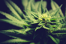 CBD-planta-esposende-barcelos