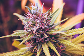 CBD-planta-esposende-barcelos