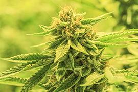 CBD-planta-esposende-barcelos